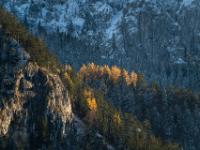 Im Sonnenschein leuchtende Lärcheninsel vor Begwand im Schatten